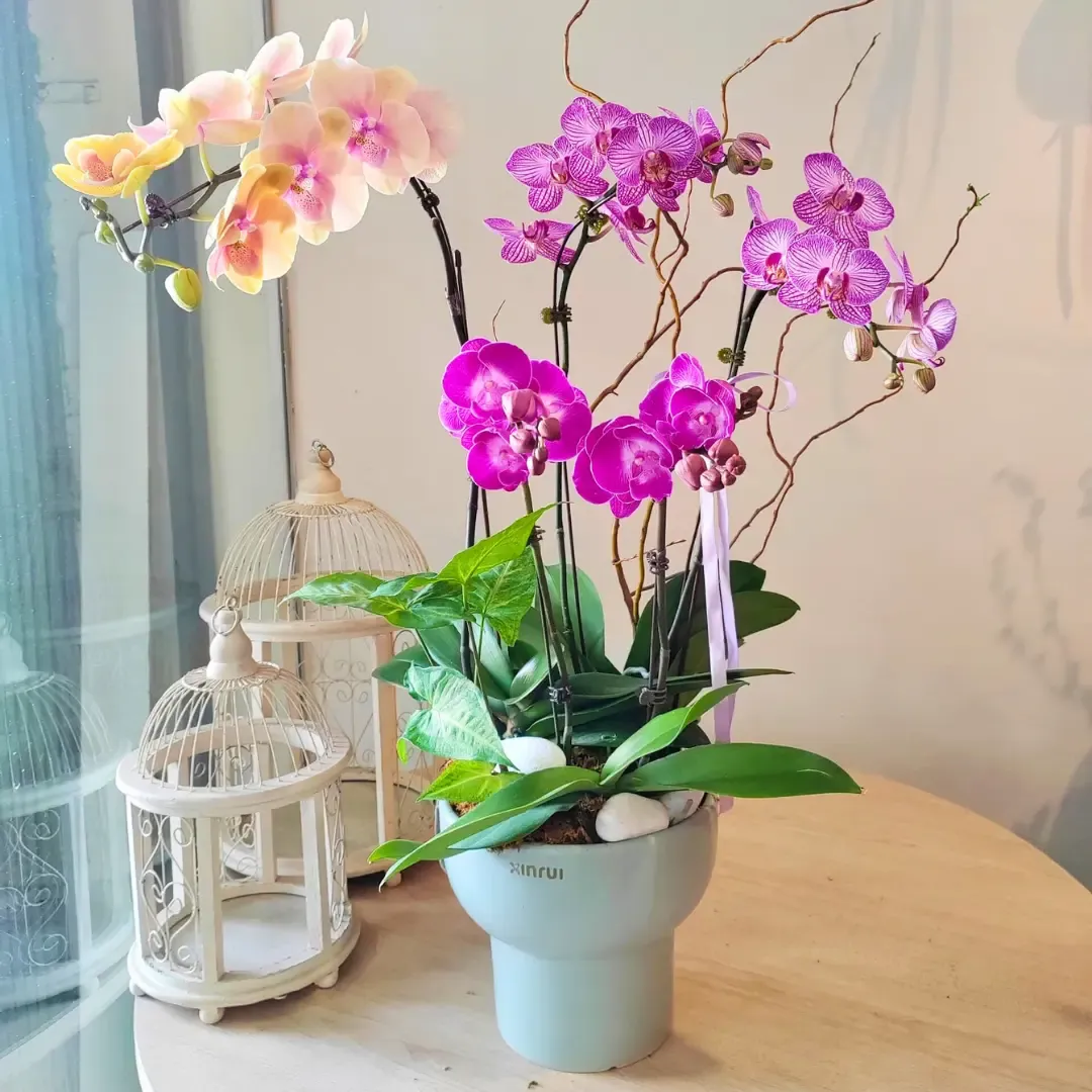 Orchid Philanopsis Arrangement (Medium)