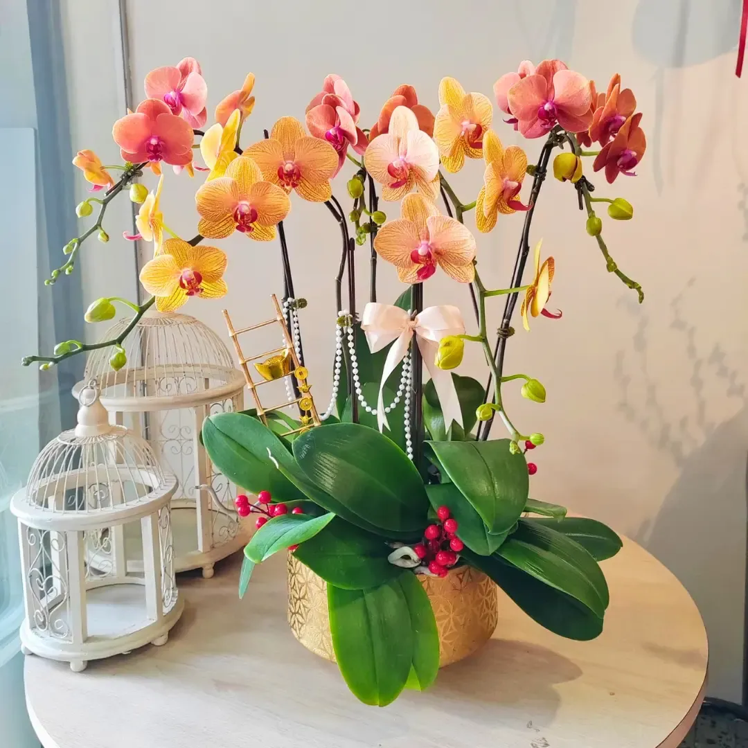 Orchid Philanopsis Arrangement (Big)
