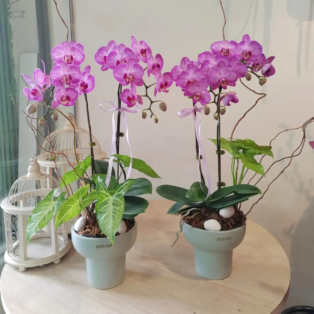 Orchid Philanopsis Arrangement (Small)