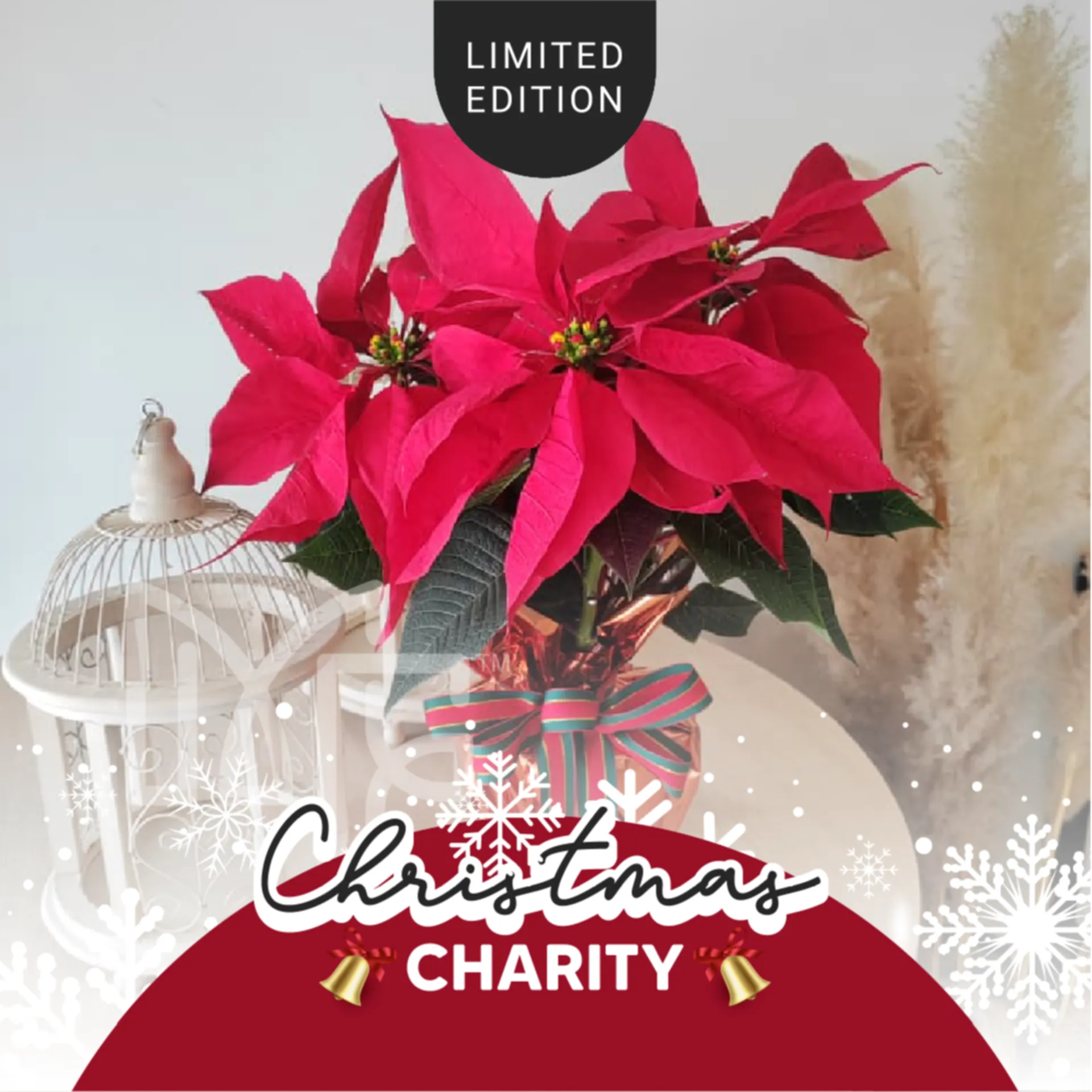 Poinsettia Christmas Pot Plant